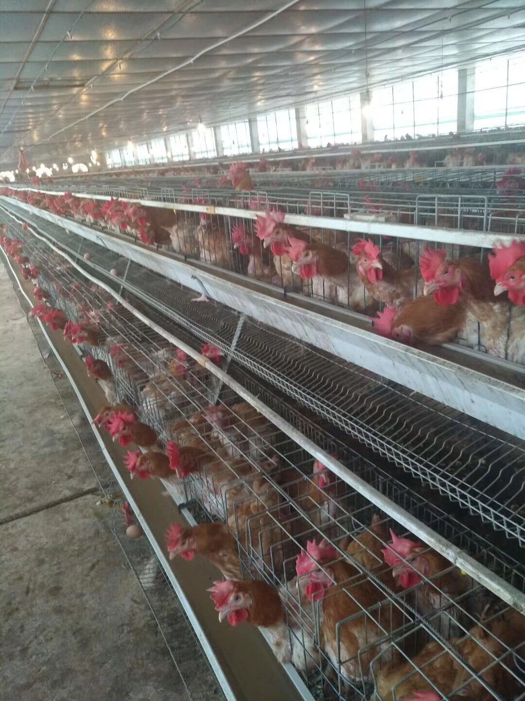 1645066744114851.jpg 養雞場.jpg